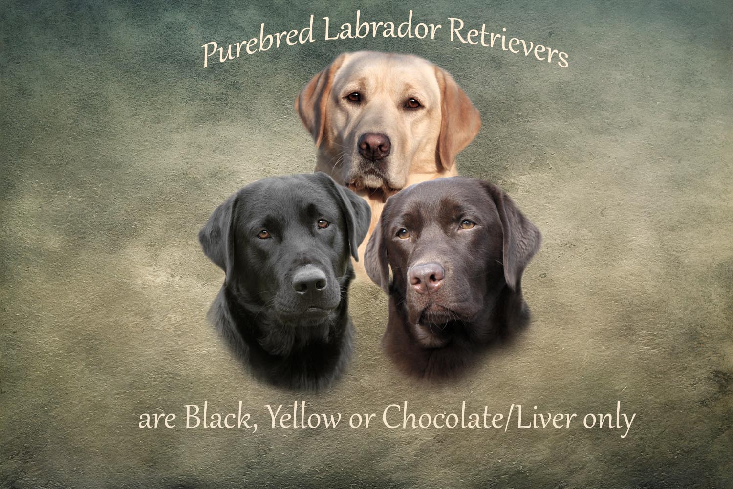 What Does A Purebred Labrador Look Like